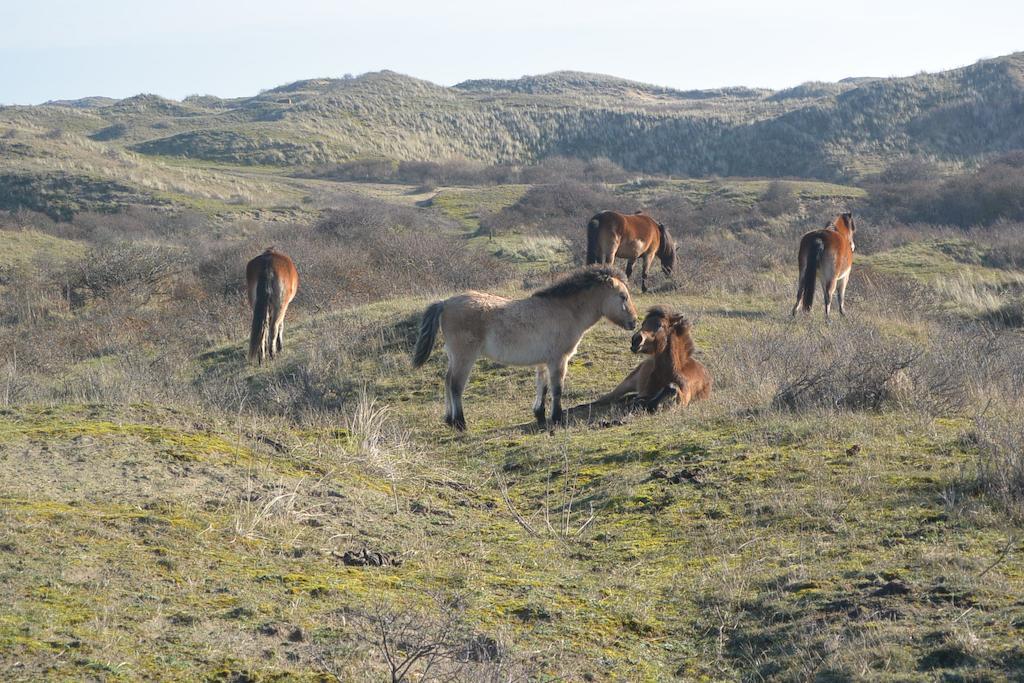 Strandhotel Golfzang Egmond aan Zee Zewnętrze zdjęcie